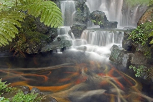 Longshan Temple waterfall with swimming Koi Fish Longshan Temple waterfall with swimming Koi Fish