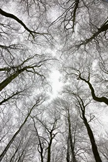Looking up at winter tree canopy, Gloucestershire, UK Looking up at winter tree canopy, Gloucestershire, UK