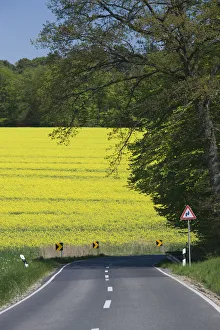 Luxembourg, Mullerthal, mustard field, spring Luxembourg, Mullerthal, mustard field, spring