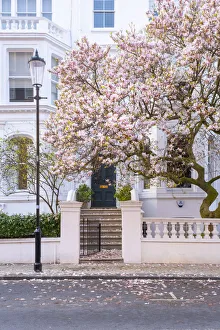 Magnolia tree, Kensington, London, England, UK Magnolia tree, Kensington, London, England, UK