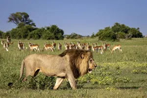 Male Lion walking with Red Lechwe in the background, Okavango Delta, Botswana Male Lion walking with Red Lechwe in the background, Okavango Delta, Botswana