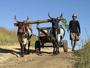 A man drives his draught oxen pulling a cart along a rural road A man drives his draught oxen pulling a cart along a rural road