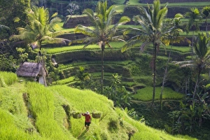 Ubud Rice Fields Prints: Man in rice fields