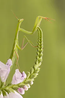 Western European Insects Prints: A mantis placed on the stem of a flower. Montevecchia, Lecco, Lombardy, Italy, Europe