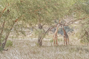 Kilimanjaro National Park Collection: Masai giraffes (Giraffa camelopardalis tippelskirchii), also spelled Msai giraffe