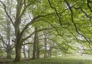 Mature beech trees in spring morning mist, Dartmoor National Park, Devon, England Mature beech trees in spring morning mist, Dartmoor National Park, Devon, England