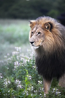 A mature male lion at the Africat Foundation in Namibia A mature male lion at the Africat Foundation in Namibia