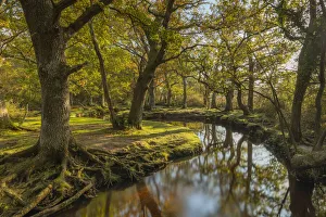 Meandering forest stream through deciduous woodland on an autumnal morning, New Forest Meandering forest stream through deciduous woodland on an autumnal morning, New Forest