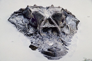 A five metre long Black Caiman surfaces on an oxbow lake A five metre long Black Caiman surfaces on an oxbow lake