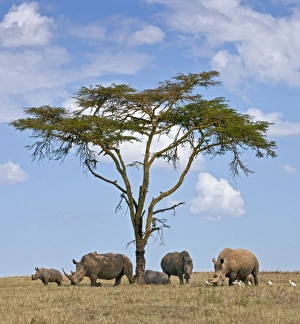 Towards mid-day, white rhinos gather around the shade of an acacia tree to slumber Towards mid-day, white rhinos gather around the shade of an acacia tree to slumber