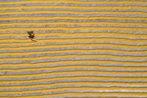 Millions of grains of rice are laid out to dry at a mill as workers brush them with Millions of grains of rice are laid out to dry at a mill as workers brush them with