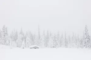 Mist on the snowy forest, Levi, Kittila, Lapland, Finland Mist on the snowy forest, Levi, Kittila, Lapland, Finland
