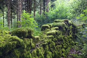 Moss covered remains of a dry stone wall in a woodland, Brecon Beacons National Park Moss covered remains of a dry stone wall in a woodland, Brecon Beacons National Park