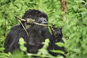 Related Images Collection: Mountain gorilla eating branch - Rwanda, Volcanoes National Park - Parc National des