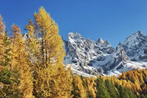Mountain impression larch forest and Pale di San Martino - Italy, Trentino-Alto Adige Mountain impression larch forest and Pale di San Martino - Italy, Trentino-Alto Adige