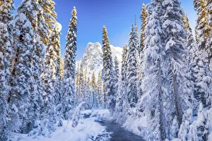 Mt. Burgess & Snow-covered Pine Trees, Yoho National Park, British Columbia, Canada Mt. Burgess & Snow-covered Pine Trees, Yoho National Park, British Columbia, Canada