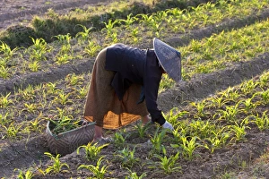 Myanmar, Keng Tung (Kyaing Tong). Tending the crops, Keng Tung, Myanmar Myanmar, Keng Tung (Kyaing Tong). Tending the crops, Keng Tung, Myanmar