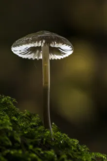 Mycena, Birks of Aberfeldy, Perthshire, Scotland Mycena, Birks of Aberfeldy, Perthshire, Scotland