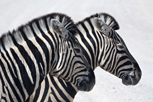 Namibia, Etosha. Plains zebra standing quietly on a pan in Etosha National Park Namibia, Etosha. Plains zebra standing quietly on a pan in Etosha National Park