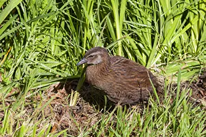 Native Weka chick, Karamea, West Coast, South Island, New Zealand Native Weka chick, Karamea, West Coast, South Island, New Zealand