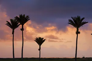 Nikau Palm silhouettes at sunset, Karamea, West Coast, South Island, New Zealand Nikau Palm silhouettes at sunset, Karamea, West Coast, South Island, New Zealand