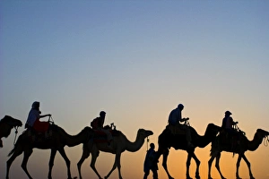 North Africa, Morocco, Tinfou Dunes, camels at sunset North Africa, Morocco, Tinfou Dunes, camels at sunset