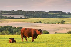 North Devon Red Ruby cattle Print, Black Dog landscape