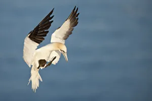 Northern Gannet (Morus bassanus), Great Saltee Island, Republic of Ireland Northern Gannet (Morus bassanus), Great Saltee Island, Republic of Ireland