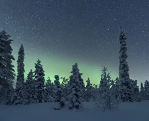 Prints of Northern lights over the frozen trees of Lapland in winter, Akaslompolo, Yllastunturi National Park, Finland Finland Prints: Northern Lights Print: Akaslompolo, Finland