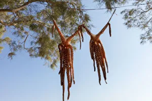 Octopus drying in the Sun, Naxos, Cyclades, Greece Octopus drying in the Sun, Naxos, Cyclades, Greece