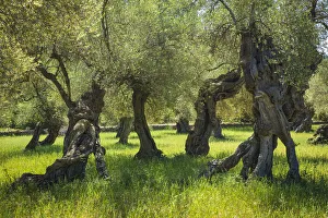 Old Olive Trees, Majorca, Balearics, Spain Old Olive Trees, Majorca, Balearics, Spain