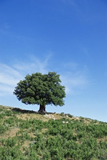 Cretan Countryside Scenery Prints: Olive tree