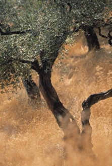 Images Dated 2009 July: Olive Tree Print, Turkey
