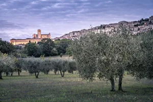 Olive trees and Basilica di San Francesco at dusk, Assisi, Umbria, Italy Olive trees and Basilica di San Francesco at dusk, Assisi, Umbria, Italy