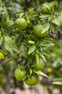 Orange tree, Serra de Tramuntana, Mallorca (Majorca), Balearic Islands, Spain Orange tree, Serra de Tramuntana, Mallorca (Majorca), Balearic Islands, Spain