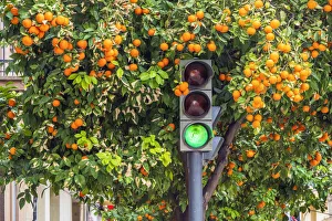 Orange tree in winter time in a street of Valencia, Valencian Community, Spain Orange tree in winter time in a street of Valencia, Valencian Community, Spain
