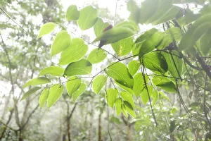 Overhanging branch in Parque Nacional de Amistad in Panama, Central America Overhanging branch in Parque Nacional de Amistad in Panama, Central America