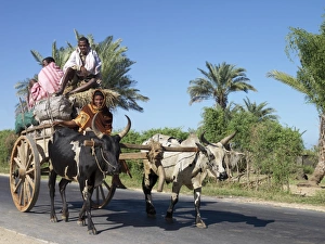 An ox-cart laden with sacks of charcoal heading for Tulear An ox-cart laden with sacks of charcoal heading for Tulear