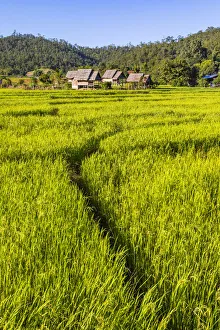 Paddy fields, Pai, Mae Hong Son province, Northern Thailand, Thailand Paddy fields, Pai, Mae Hong Son province, Northern Thailand, Thailand