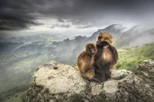 a pair of Gelada baboon in Simien Mountains National Park, Northern Ethiopia a pair of Gelada baboon in Simien Mountains National Park, Northern Ethiopia