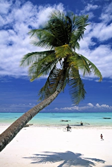 Palm Tree Silhouette Prints: Palm tree and Beach
