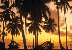 Palm Tree Photography Prints: Palm trees at sunset