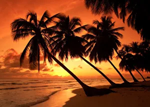 Palm Trees at Sunset, Barbados, West Indies Palm Trees at Sunset, Barbados, West Indies