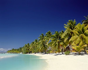 Palm Trees & Tropical Beach, Aitutaki Island, Cook Islands, Polynesia Palm Trees & Tropical Beach, Aitutaki Island, Cook Islands, Polynesia