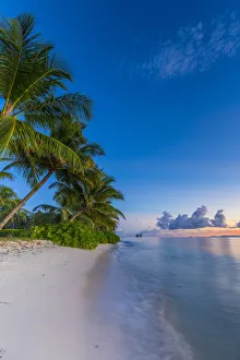Palm trees and tropical beach, La Digue, Seychelles Palm trees and tropical beach, La Digue, Seychelles