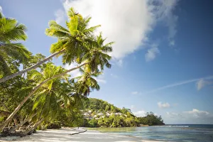 Palm trees and tropical beach, southern Mahe, Seychelles Palm trees and tropical beach, southern Mahe, Seychelles