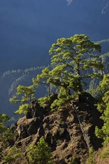 Parque Nacional de la Caldera de Taburiente, Mirador de Las Chozas, La Palma, Canaries Parque Nacional de la Caldera de Taburiente, Mirador de Las Chozas, La Palma, Canaries