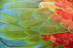 Parrot feathers at Bocas del Toro near Isla Colon, Panama, Central America Parrot feathers at Bocas del Toro near Isla Colon, Panama, Central America