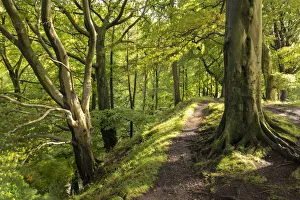 Path through deciduous woodland, Scaleber Wood, Yorkshire Dales National Park, Yorkshire Path through deciduous woodland, Scaleber Wood, Yorkshire Dales National Park, Yorkshire