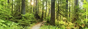 Path Through Forest, Sol Duc, Olympic National Park, Washington, USA Path Through Forest, Sol Duc, Olympic National Park, Washington, USA